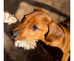 Dog Rope Chew Toy (Tiger)