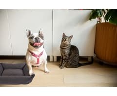 Cosy Pet Bed