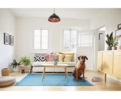 1-Piece Pet Bowl & Stand