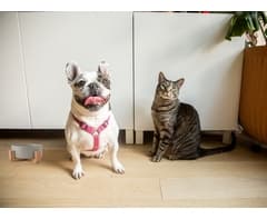 1-Piece Pet Bowl & Stand